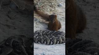 slender mongoose harasses puffadder [upl. by Lednar]