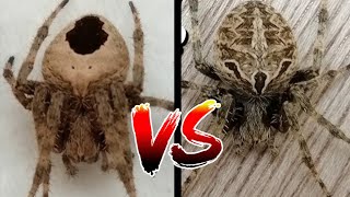 TALAAN VS TIGRE  RAMBLE GAGAMBA FIGHT 😱🕷️gagamba viralvideo gagambafight viralshorts trending [upl. by Ashly]