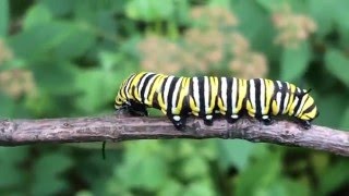 Life Cycle of the Monarch Butterfly [upl. by Deyes]