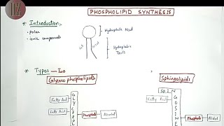 Phospholipid Synthesis Glycerophospholipids  Sphingolipids  Lipid Metabolism Doctor Z [upl. by Yer616]