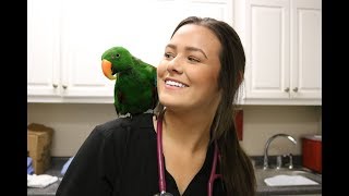 Morning Routine Of A Veterinary Nurse  Veterinary Vlog29 [upl. by Giddings]