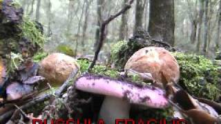 russula fragilis [upl. by Ahsina813]