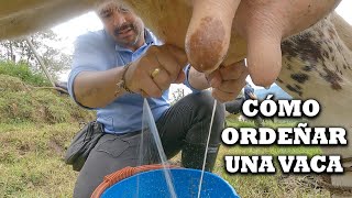 Como ordeñar un vaca artesanal con la mano en campo con ternero ordeño leche y ganado TVdigital [upl. by Daht]