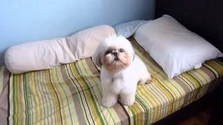 Shih tzu howling [upl. by Ahseyn]