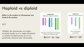 Haploid vs Diploid [upl. by Luedtke]