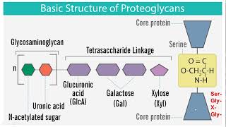 Proteoglycans  Structure and Function [upl. by Aixela]