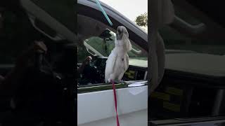 Hilarious Ducks amp Parrots Moments You Can’t Unsee 🦆🦜😂 funny parrot duck birds pets [upl. by Elisee808]