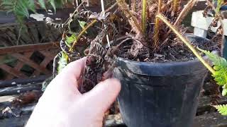 cyathea cooperi update [upl. by Anas]