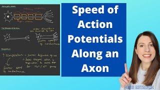 Factors affecting the speed of an Action Potential The Speed of Conductance Along an Axon [upl. by Ecnahoy]