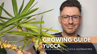 Yucca Yucca gigantea Care Guide and Growing Tips [upl. by Marga]