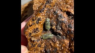 9 Armadillidium maculatum “yellow” [upl. by Loomis475]