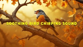 Soothing Bird Chirping Sound and Background Morning Music Keeps You Refresh and Relaxed [upl. by Islaen]