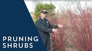 How to Prune a Shrub [upl. by Valorie127]