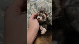 Ferret Wakeup amp Face Wash [upl. by Annaeerb241]