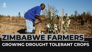 Zimbabwe Farmers encouraged to plant drought tolerant crops [upl. by Kiefer]