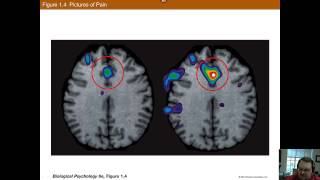 Chapter 1 Part B Biological Psychology [upl. by Ahsratal180]