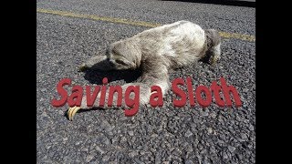 Saving a Sloth in Bahia Brazil [upl. by Sternick]