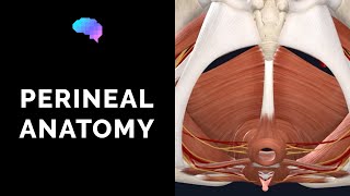 Anatomy of the Perineum 3D tutorial  UKMLA  CPSA [upl. by Blake579]