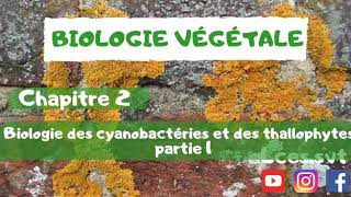 Biologie végétale  chapitre 2  Biologie des cyanobactéries et des thallophytes   Cyanobactéries [upl. by Ellinej100]