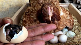 How Chicken hatch eggs and how newly hatched chicks look [upl. by Barbara]