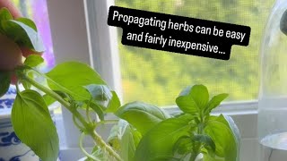 Propagating Herbs Made Easy [upl. by Dulciana]