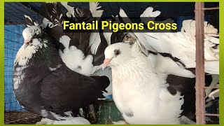 Fantail Pigeon Breeding Pairs for Cross [upl. by Kletter]