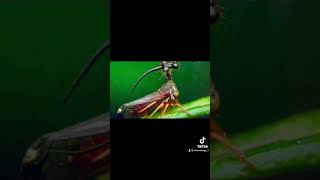 Brazilian Treehopper [upl. by Brower]