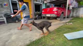 Dog Agility training AT HOME [upl. by Annoya991]