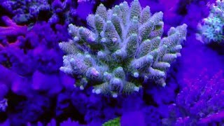 Acropora Millepora [upl. by Gayn442]