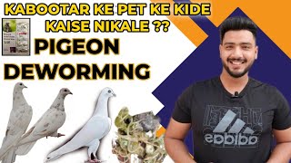 KABOOTAR KE PET KE KIDE KAISE NIKALE  PIGEON DEWORMING KABOOTARBAZI [upl. by Amand]