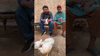 Dawood Khan Poultry Farming Sargodha [upl. by Lonna]