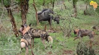 AFRICAN WILD DOGS taking down a Baby Blue WILDEBEEST MOM tries to save it but its too late [upl. by Watson]