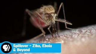 SPILLOVER  ZIKA EBOLA amp BEYOND  Trailer  PBS [upl. by Noffihc]