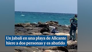 Un jabalí hiere a dos personas en una playa de Alicante y es abatido por la Guardia Civil [upl. by Enilram223]