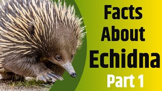 Facts About Echidna  Part 1  The Spiny Egg Laying Mammal  2020 [upl. by Dlorah997]