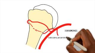 Basic Sciences  Blood supply of the Proximal Humerus [upl. by Odoric]