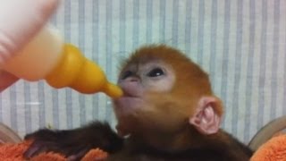 Rare baby monkey Leaf monkey fed by zookeepers at Sydneys Taronga Zoo [upl. by Sinnaiy]