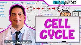 Cell Biology  Cell Cycle Interphase amp Mitosis [upl. by Ylle]