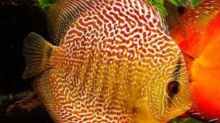 Discus Дискус Symphysodon [upl. by Yelhak193]