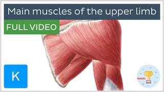 FULL VIDEO Main muscles of the upper limb  Human Anatomy  Kenhub [upl. by Halik884]