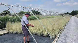 Variegated Little Bluestem Schizachyrium Shining Star  Gorgeous Hardy amp EASY MultiSeason Grass [upl. by Einnus]