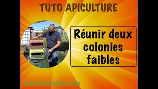 TUTO apiculture  réunir deux colonies [upl. by Janus]