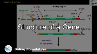 Structure of a Gene Biology Lecture  Sabaqpk [upl. by Kenleigh540]