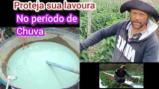 fungicida 🫑🍅🌱começou a chover 🤔qual a fungicida eu devo usar‼️ [upl. by Filip]