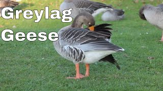 Greylag geese  fun facts about the greylag goose [upl. by Kinch]