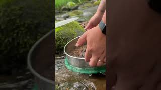 Beautiful Garnet while searching for Garnets during a Gold Prospecting trip gemstone goldpanning [upl. by Mia934]