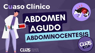 💉 Abdominocentesis en un paciente con abdomen agudo UCI Veterinaria [upl. by Elleoj]