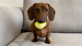 Mini dachshund believes one ball rules them all [upl. by Sirod]