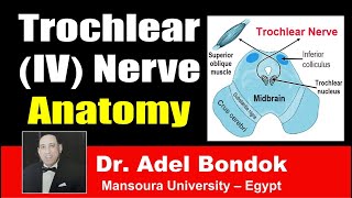 Trochlear IV Nerve Clinical Anatomy Dr Adel Bondok [upl. by Leinehtan334]