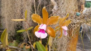 🟢 CATTLEYAS TENUISELONGATA FLORAÇÃO orquídea espécie elongata tenuis cattleya [upl. by Adalai471]